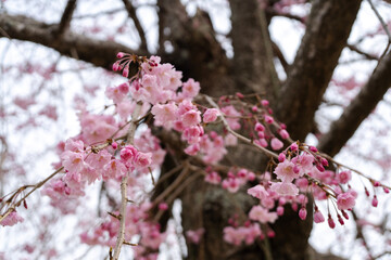 pink cherry blossom