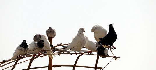 White pigeon with black spot sitting on wooden stand