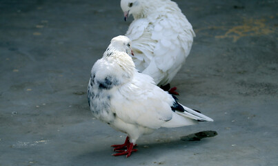 tow white pigeon with black spot on feather