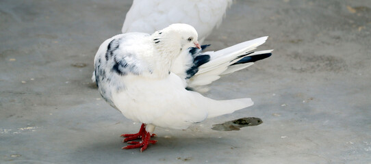 tow white pigeon with black spot on feather