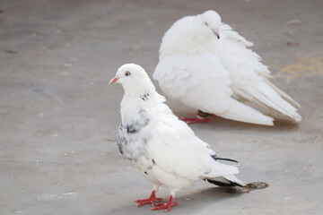 tow white pigeon with black spot on feather