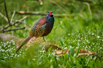 colorful male pheasant, Phasianus colchicus,  in its natural habitat in a forest at lake of constance