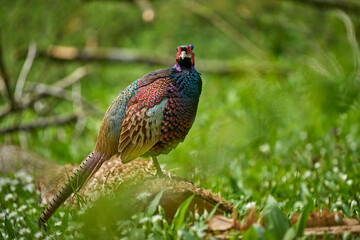 colorful male pheasant, Phasianus colchicus,  in its natural habitat in a forest at lake of constance