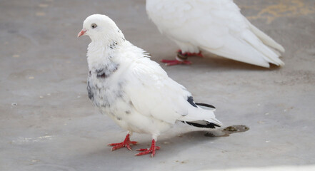 tow white pigeon with black spot on feather