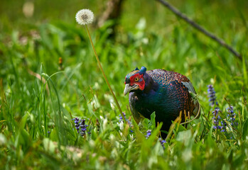 colorful male pheasant, Phasianus colchicus,  in its natural habitat in a forest at lake of...