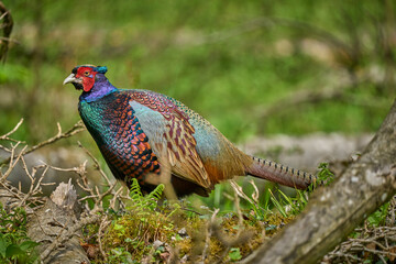 colorful male pheasant, Phasianus colchicus,  in its natural habitat in a forest at lake of constance