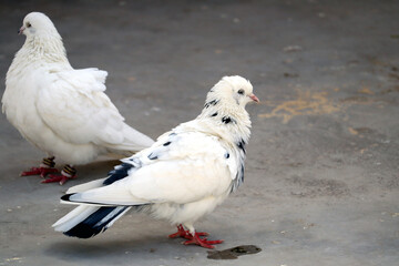 tow white pigeon with black spot on feather
