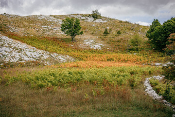 Meadow with green trees gainst the cloudy sky. Hiking, Montenegro.