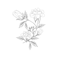 Hand drawing Rose flowers Line art vector design