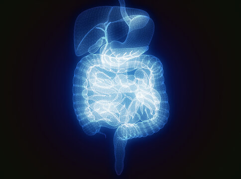 Human body, digestive system, anatomy. Intestine. Enlargement on the abdominal sector. Abdominal pain. 3d rendering