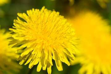 Dandelion, a yellow flower in the sunshine.
