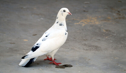 Single white pigeon with black spot on feather