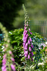 Foxgloves growing in the sun
