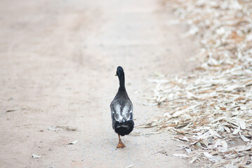 Closeup of a black duck from behind walking on the ground - Powered by Adobe