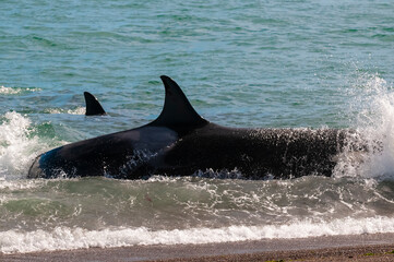 Orca patrolling the shoreline, Peninsula Valdes, Patagonia, Argentina.