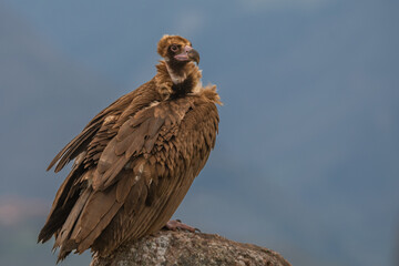 vautour moine