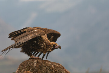 vautour moine