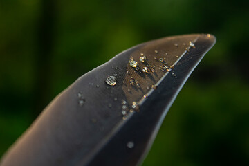 water drops on a feather