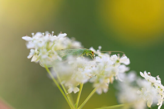 Green lacewing Chrysoperla carnea feeding on pollen in close view