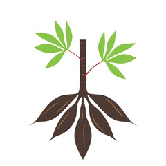 Vector illustration of a cassava plant tree.  Cassava is a healthy food
