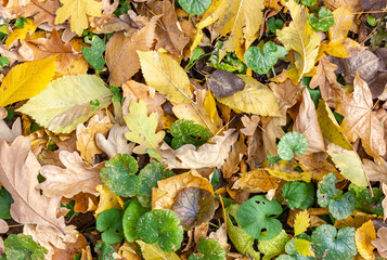 Fallen autumn leaves. Yellowed dry leaves. Autumn background.