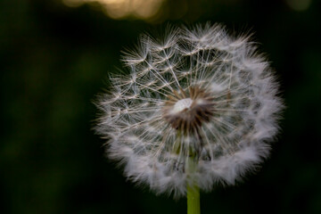 dandelion head