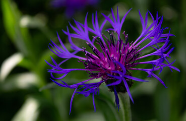 close up of a purple flower