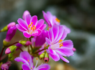 close up of pink and white flower