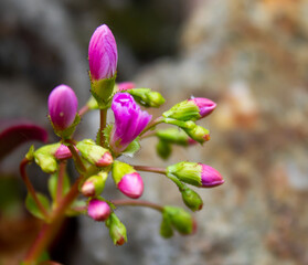 pink and white flowers