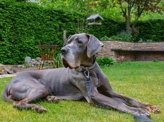Great Dane