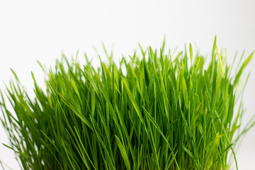 Fresh green grass on white background.