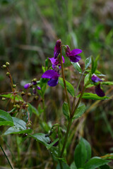 Zarte Frühlings-Platterbse, elegante Blume in Lila und Purpur im Frühling, Lathyrus vernus, Hochformat