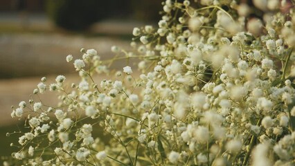 Bouquet of gypsophila paniculata white close-up slow motion.