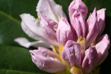 Obraz na płótnie Canvas Bush flowers close-up on a blurred background.