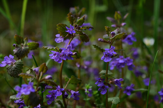 Gundelrebe, Glechoma hederacea, bl&uuml;hend in der Natur, Heilkraut und Gew&uuml;rz wildwachsend