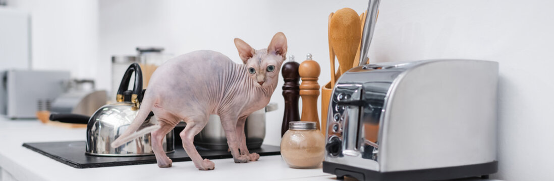 Sphynx Cat Standing Near Kettle On Stove On Kitchen Worktop, Banner.