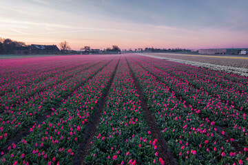 Fototapeta na wymiar Aerial view of the colorful tulip fields in Keukenhof, Lisse at sunrise in Netherlands