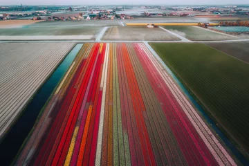 Fotobehang Aerial view of the colorful tulip fields in Keukenhof, Lisse at sunrise in Netherlands © Sen