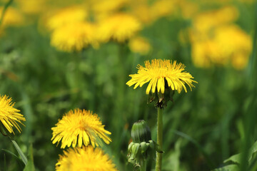 Green field with yellow dandelions. Close up of yellow spring flowers on the ground, morning spring sun, dew on the flowers. Medicinal plant.

