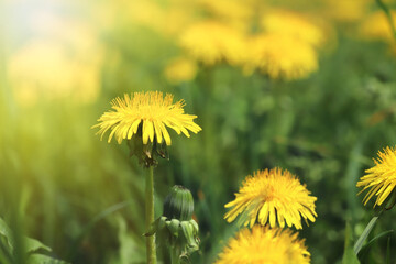 Green field with yellow dandelions. Close up of yellow spring flowers on the ground, morning spring sun, dew on the flowers. Medicinal plant.
