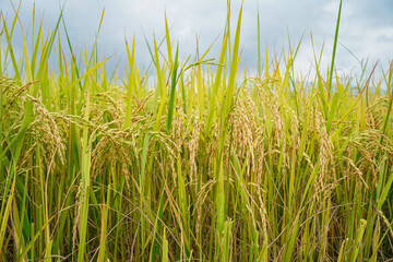 Golden rice field in the morning light, at Thailand.