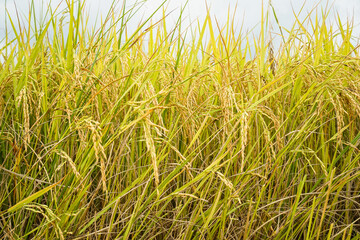 Golden rice field in the morning light, at Thailand.