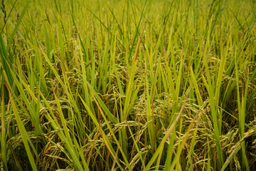 Golden rice field in the morning light, at Thailand.