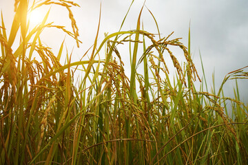 Golden rice field in the morning light, at Thailand.