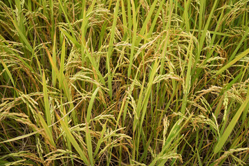 Golden rice field in the morning light, at Thailand.