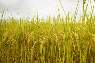 Golden rice field in the morning light, at Thailand.