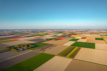 Aerial view of the colorful tulip fields and farmhouses with rows of grand Wind Turbines in...