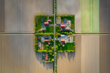 Aerial view of the colorful tulip fields and farmhouses in Noordoostpolder part of Netherlands