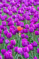 Close up view of tulip flowers under the sunlight