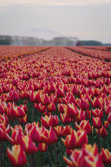 Colorful tulip flower fields in Keukenhof, Lisse at dusk in Netherlands